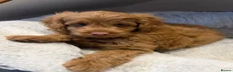 Australian Labradoodle dogs for sale: Genuine Australlian Labradoodles ( WALA reg)  - Advert 8