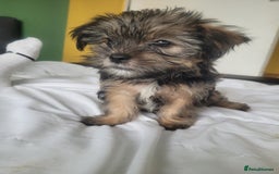 Mixed Breed dogs for sale: shorkie  - Image 4