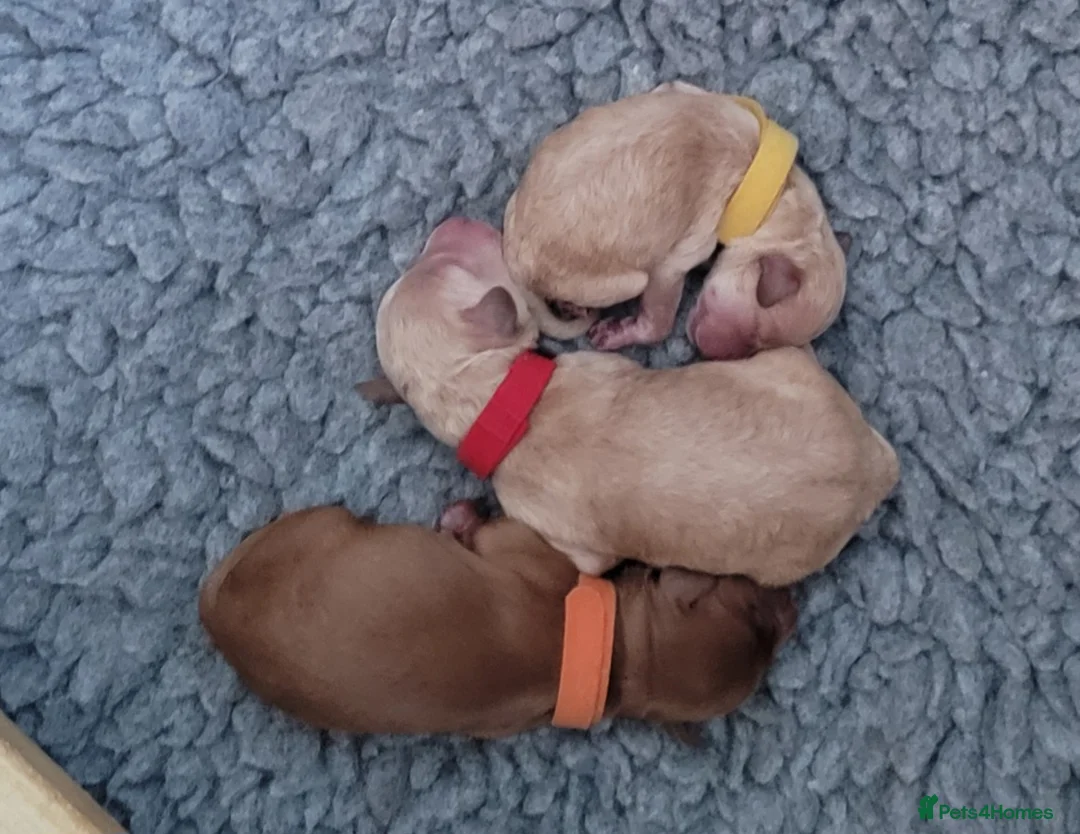 Maltipoo dogs for sale: F1b Maltipoo  - Advert 11