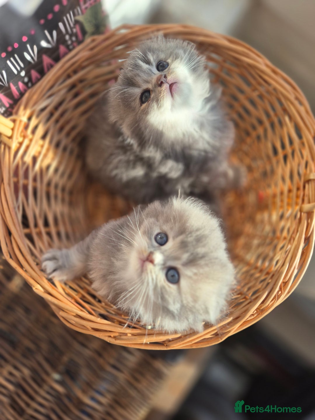 Scottish Fold cats for sale: Scottish Fold Dolls - Image 9