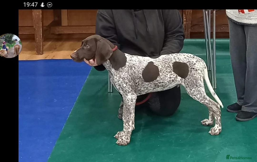 German Shorthaired Pointer dogs for stud: Stunning Proven German shorthaired pointer  in Shrewsbury - Advert 22