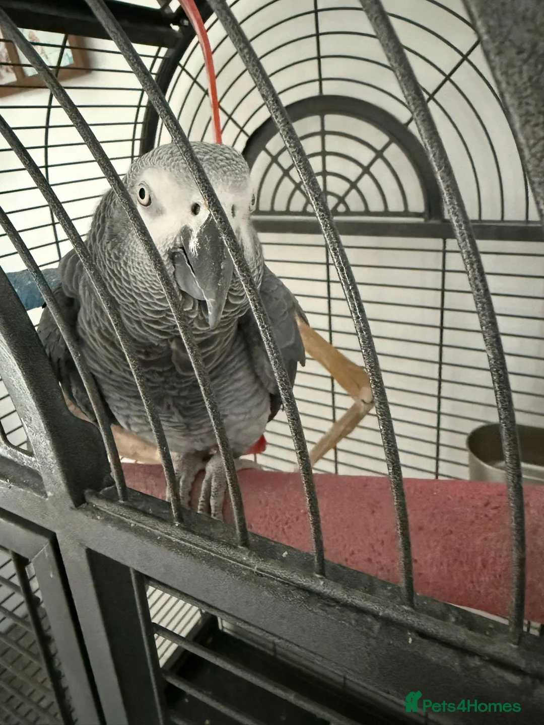 Parrots birds for sale: Louie the African Grey in Cheltenham - Advert 1