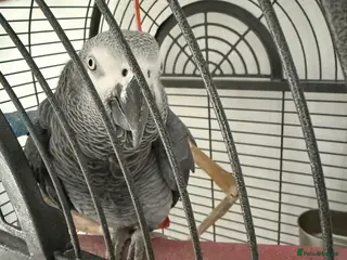 Parrots birds Louie the African Grey - Advert 4