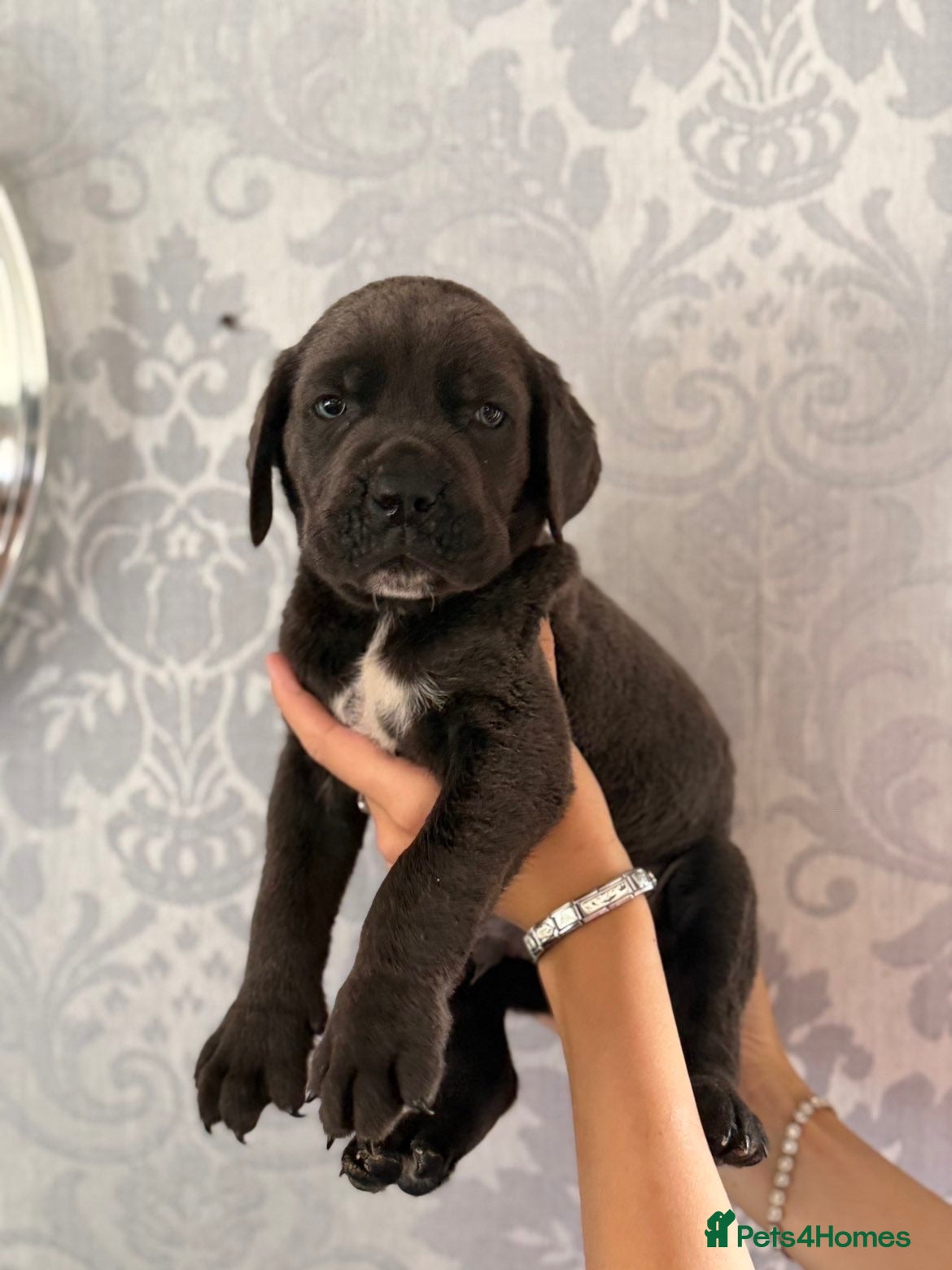 Cane Corso dogs 3 stunning cane corso puppies  - Advert 1