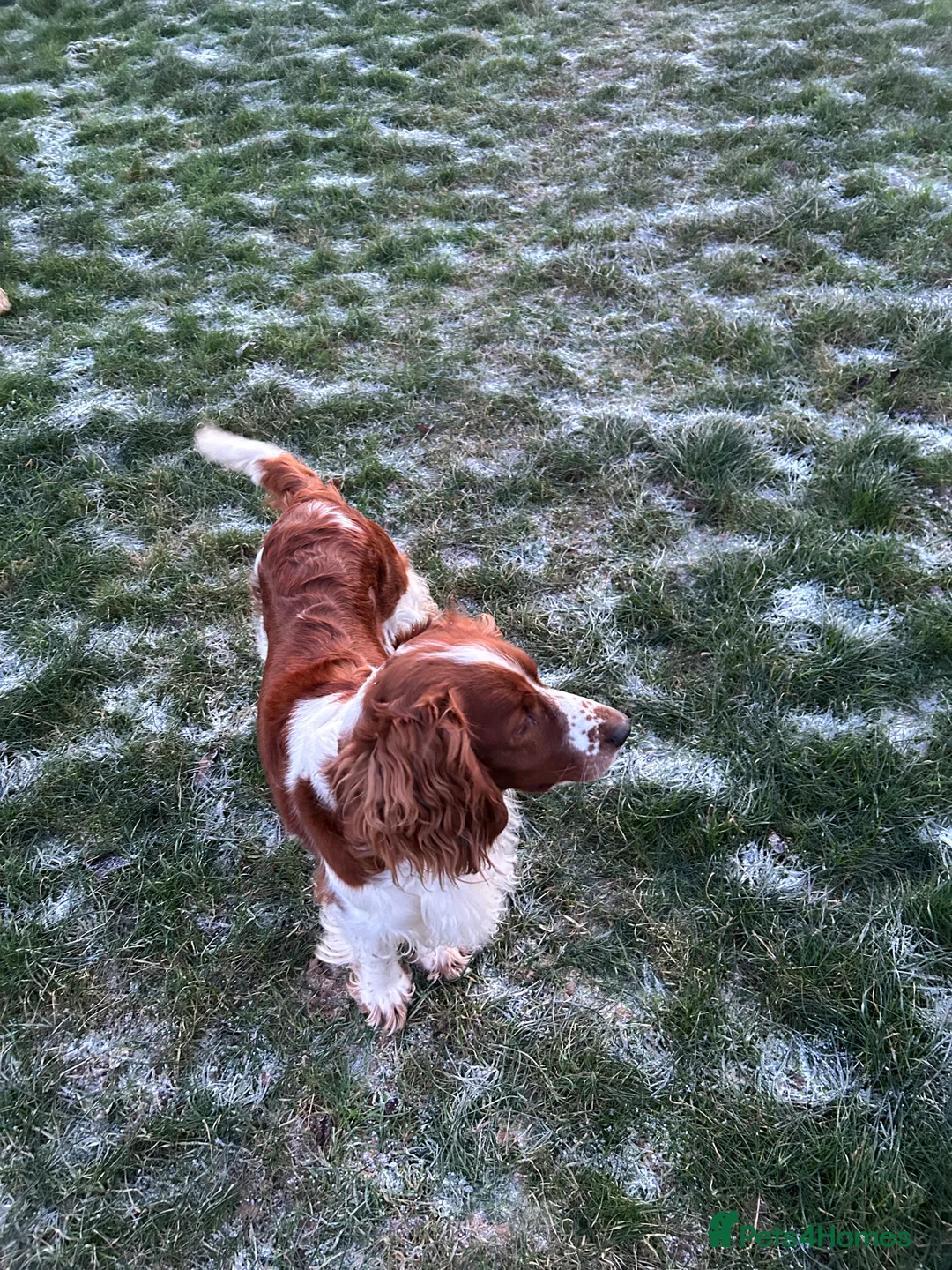 Welsh Springer Spaniel dogs for sale: Beautiful WELSH SPRINGER LAST FEW - Advert 7