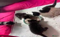 British Shorthair cats for sale: ✨Adorable kittens looking for their forever homes✨ - Image 10
