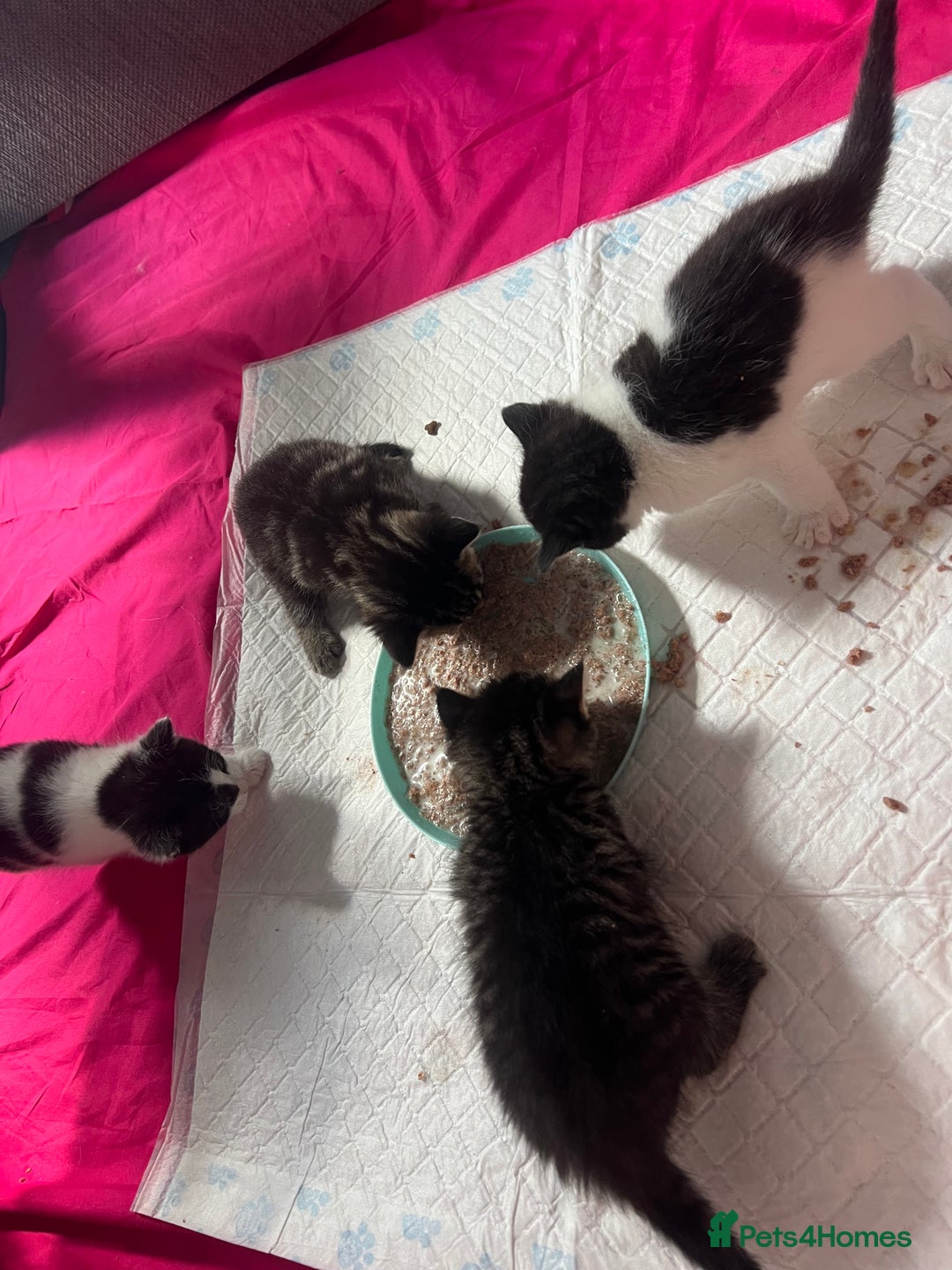 British Shorthair cats for sale: ✨Adorable kittens looking for their forever homes✨ - Image 10