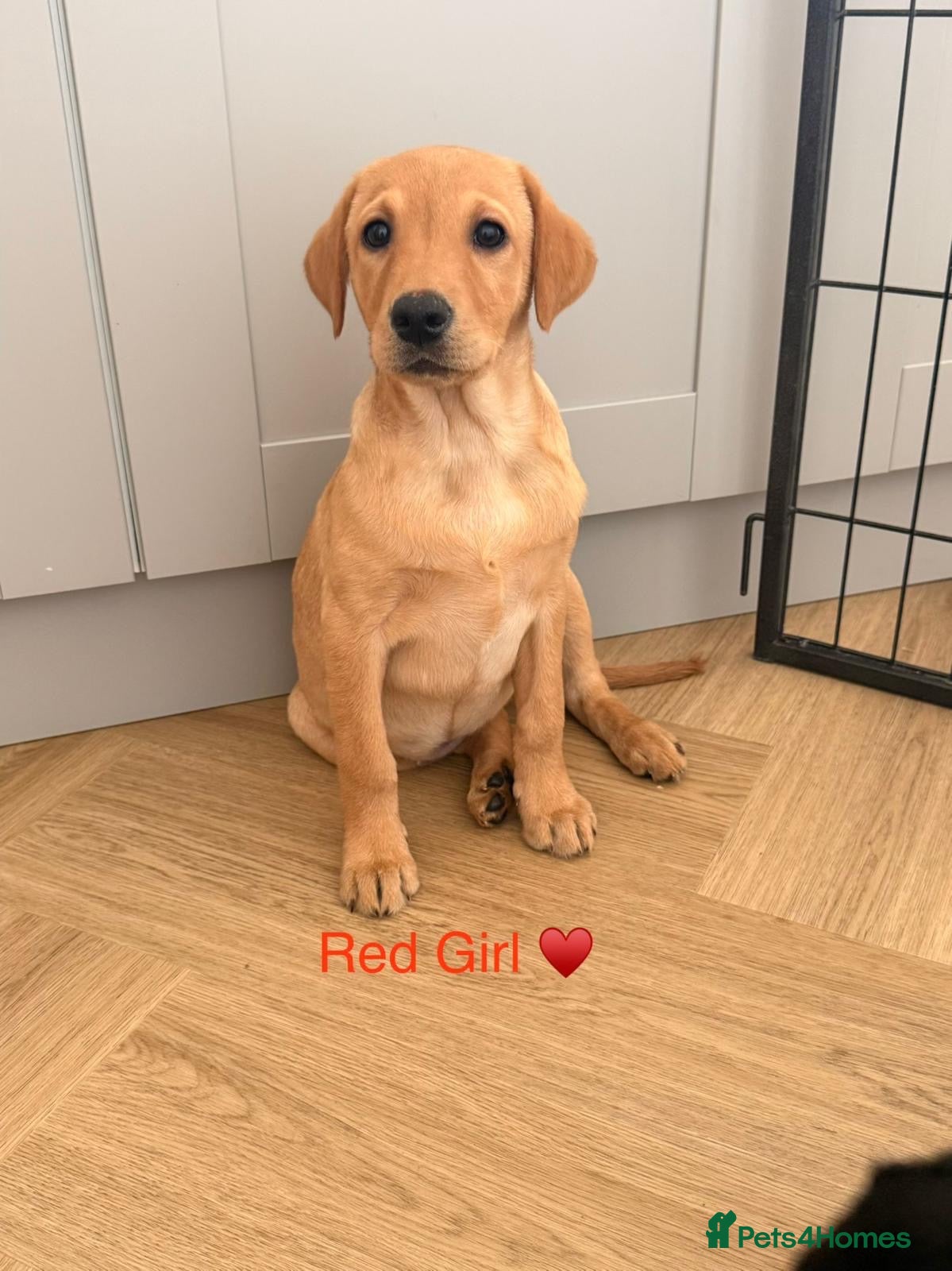 Labrador Retriever dogs !! READY NOW !! Labrador Puppies For Sale - Advert 3