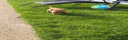 Mixed Breed dogs for sale: Beautiful Cockzler Boy  - Advert 8