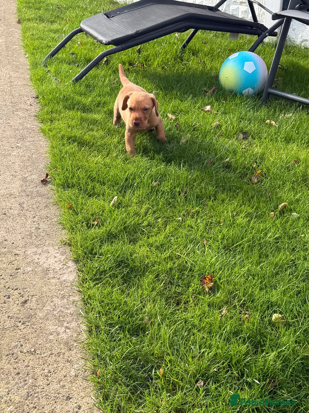 Mixed Breed dogs for sale: Beautiful Cockzler Boy  - Advert 8