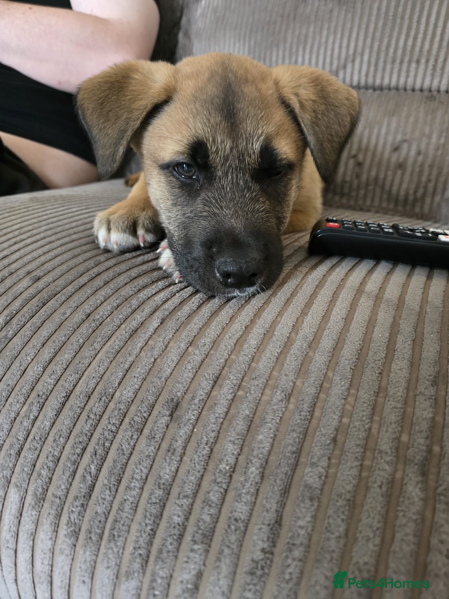 Mixed Breed dogs 11 week old Akita x labrador - Advert 3