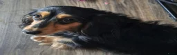 Miniature Dachshund dogs for sale: Cream long haired dachshund - Advert 4