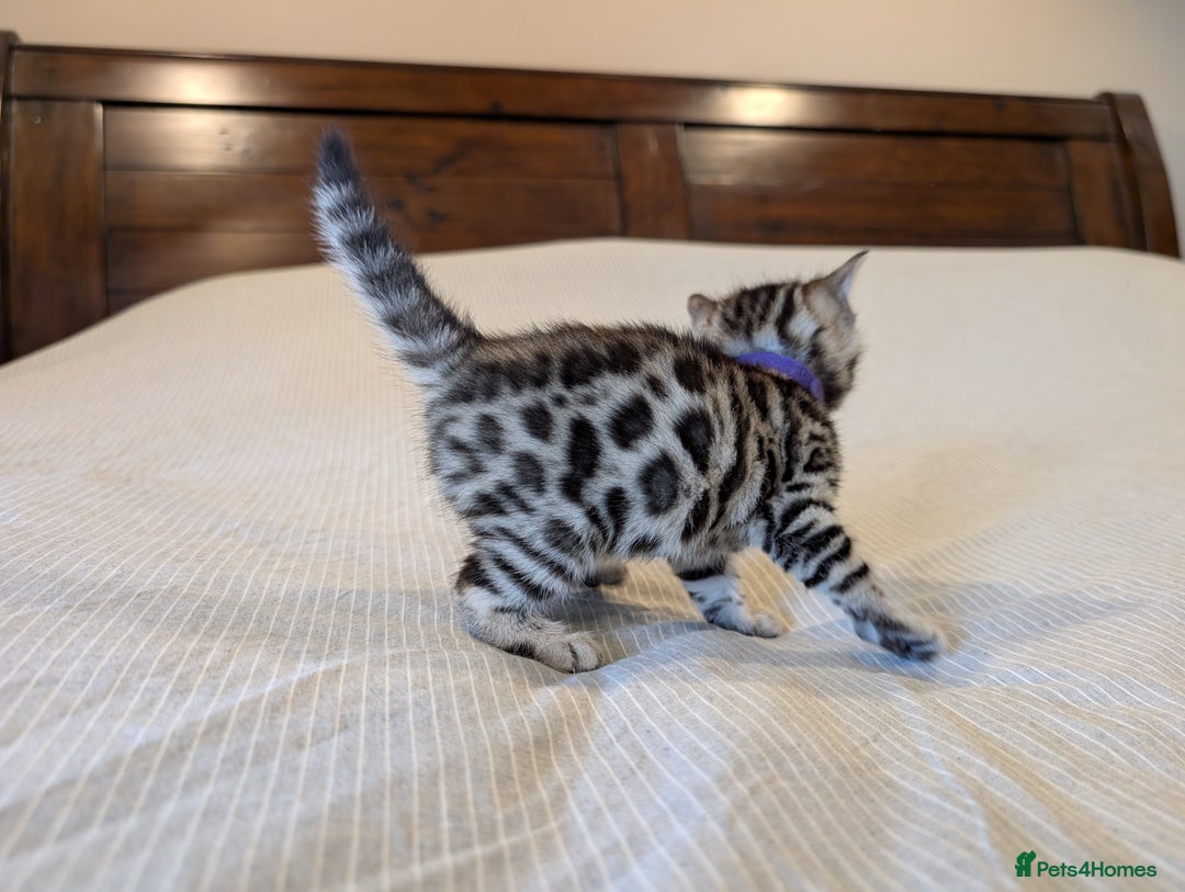 Bengal cats for sale: 🖤🤎 Gorgeous Bengal Kittens 🤎🖤 - Image 12
