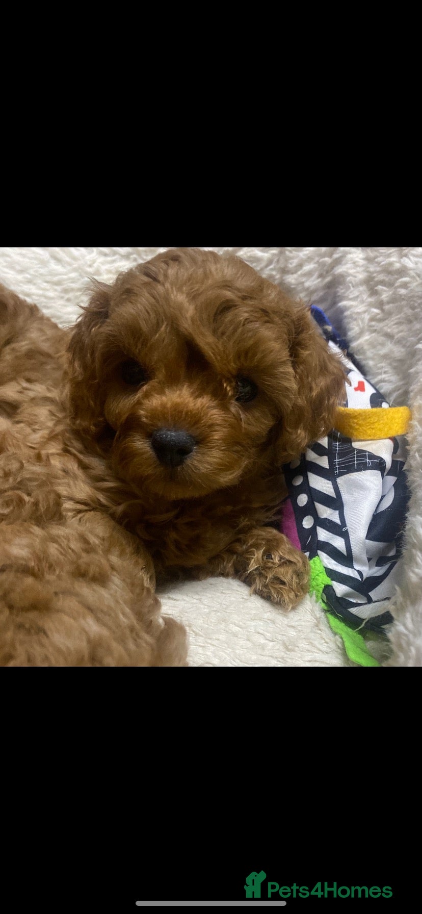 Cavapoo dogs Cavapoo babies  - Advert 12