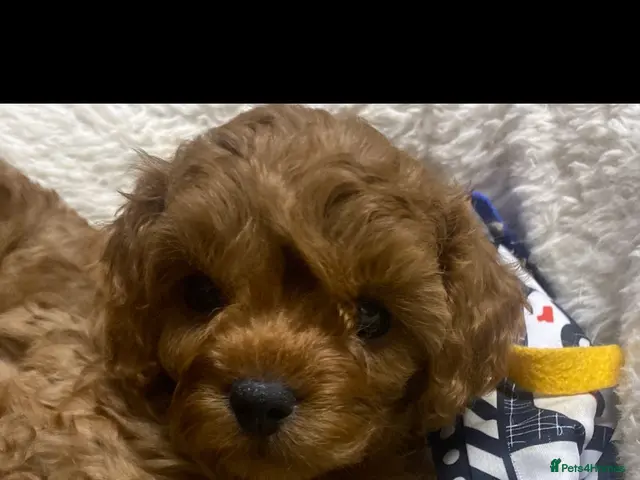 Cavapoo dogs Cavapoo babies - Advert 5