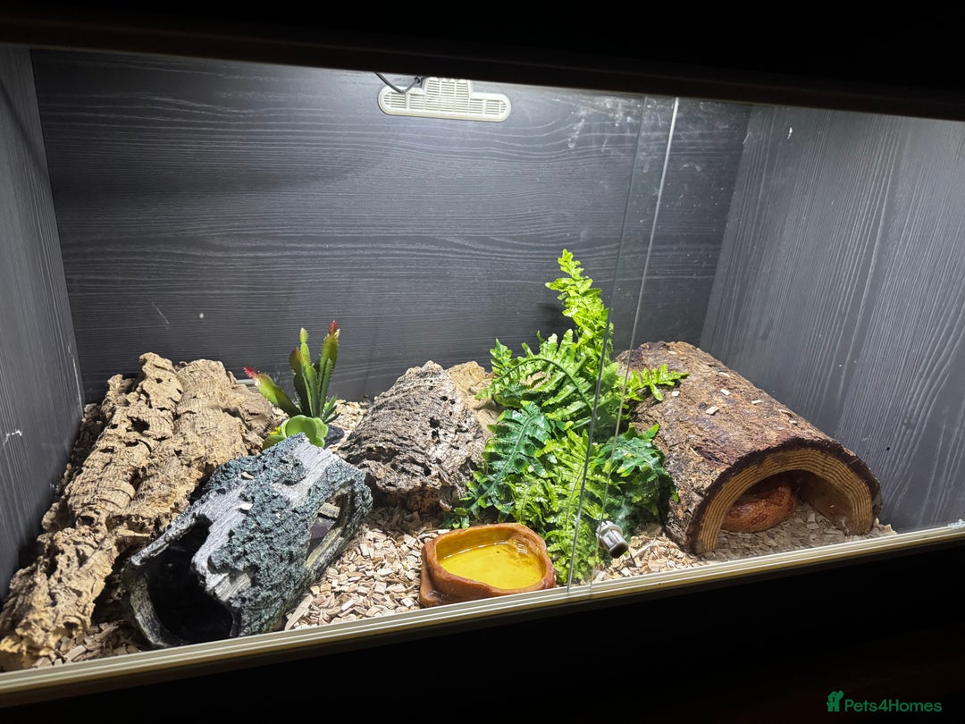 Corn Snake reptiles for sale: Corn snake plus full set up - Advert 2