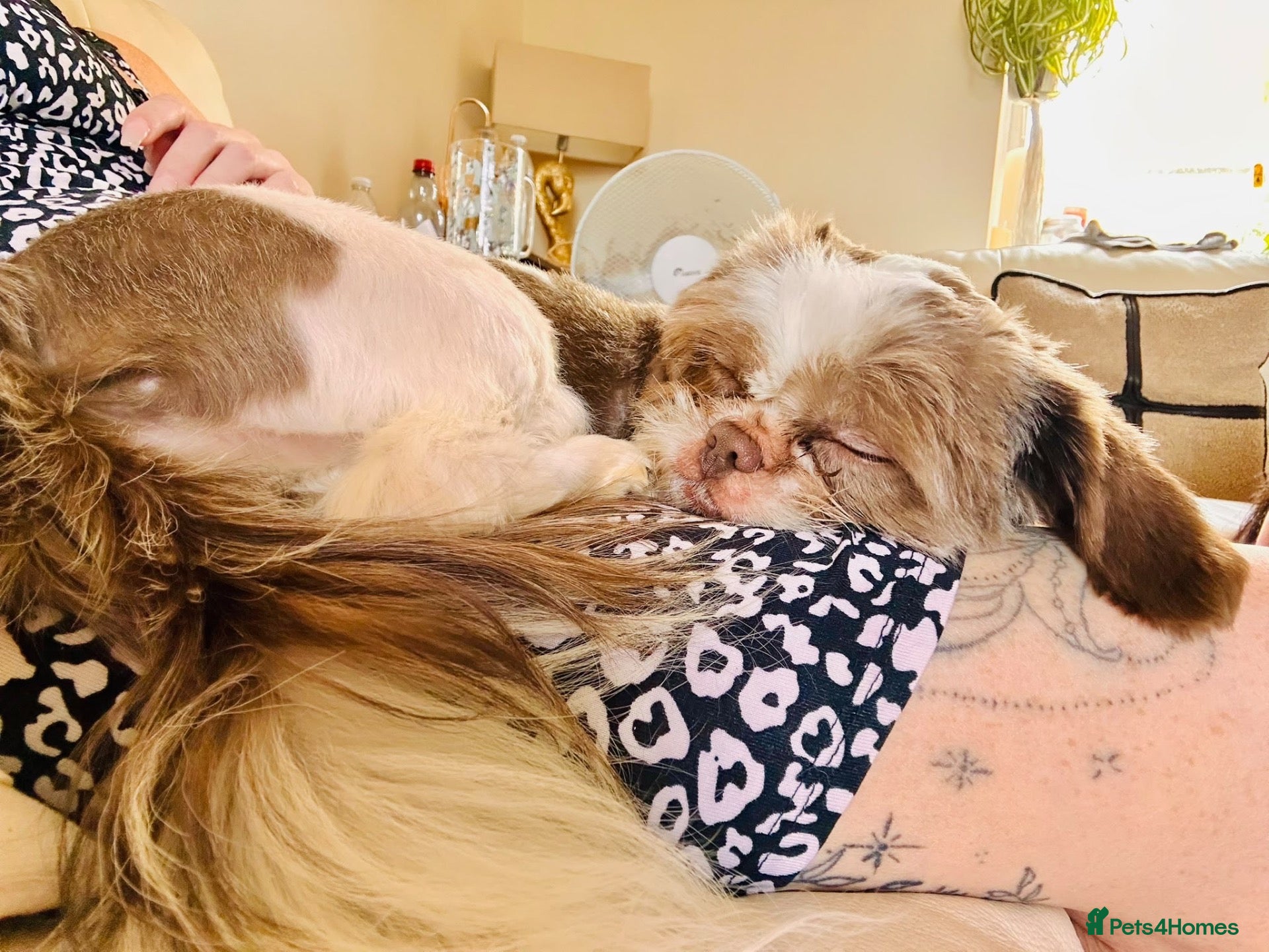 Shih Tzu dogs Gorgeous female shih tzu - Advert 4