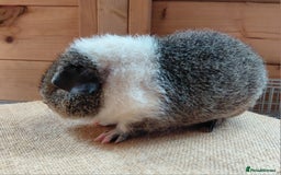 Guinea Pig rodents for sale: Rex male  - Image 6