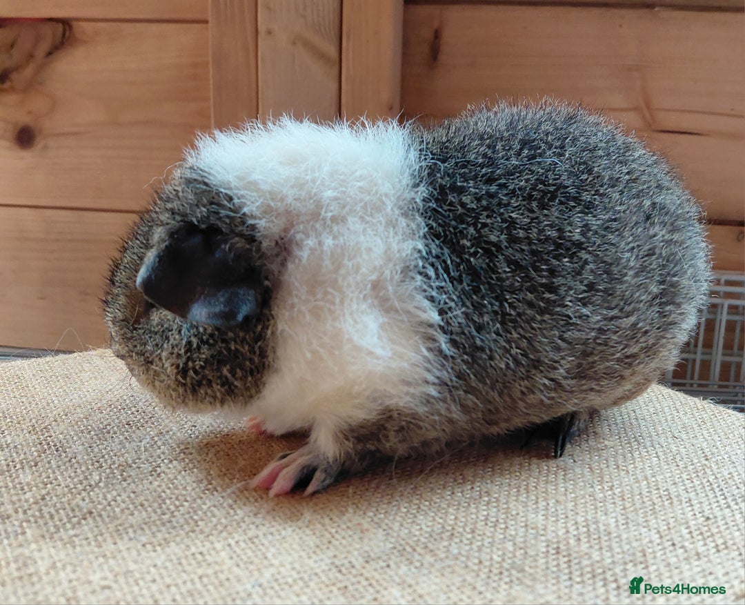 Guinea Pig rodents for sale: Rex male  - Image 6