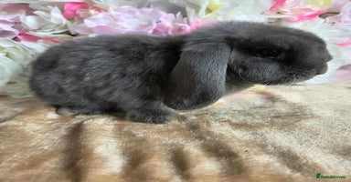 Mini Lop rabbits - Advert 6