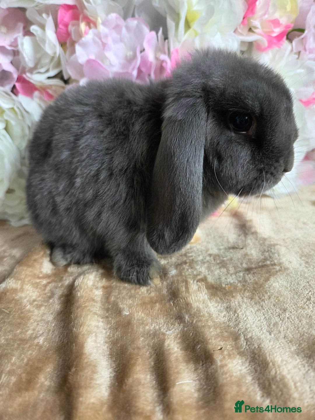 Mini Lop rabbits for sale: Pure bred mini lop boy  - Image 3