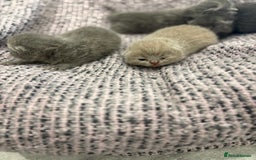 British Shorthair cats for sale: BSH kittens for sale from KC&Pedigree reg parents - Image 8