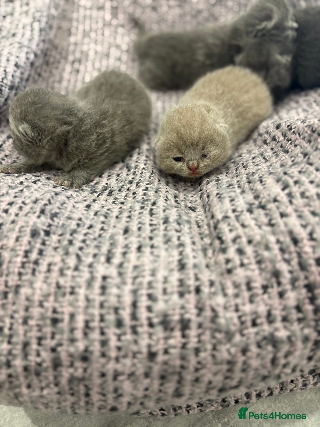 British Shorthair cats for sale: BSH kittens for sale from KC&Pedigree reg parents - Image 8