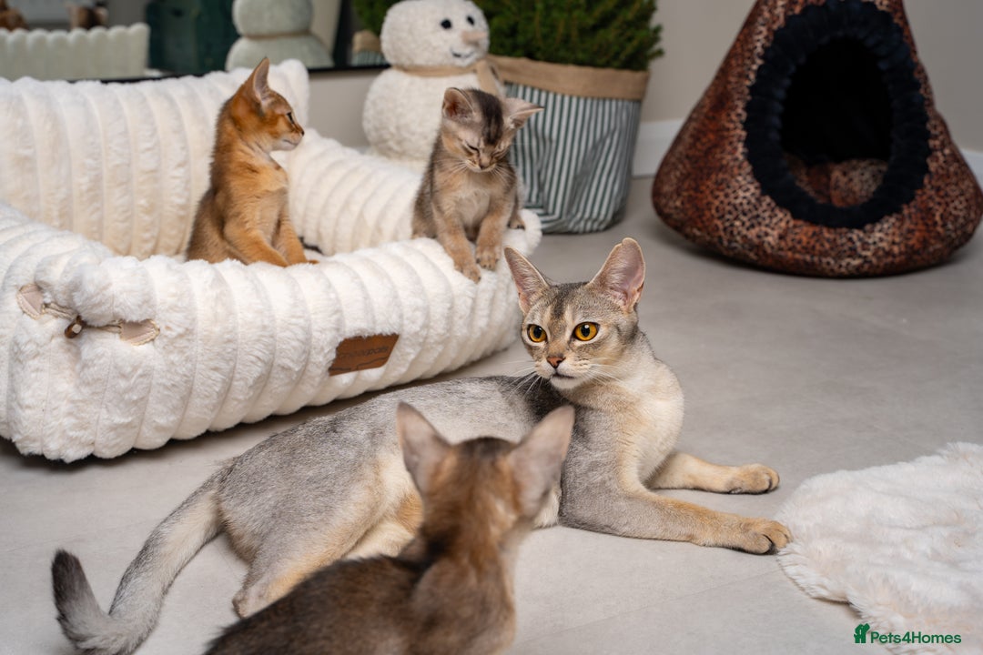 Abyssinian cats for sale: 6 Amazing Abyssinians, Extra Lovlely Personality - Advert 35