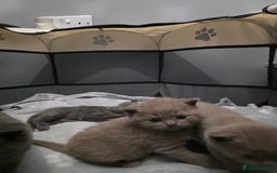 British Shorthair cats for sale: Stunning British shorthair kittens  - Image 9