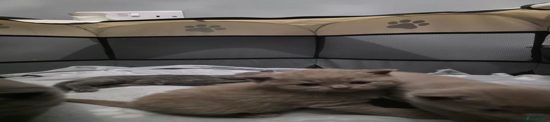 British Shorthair Kitten 1