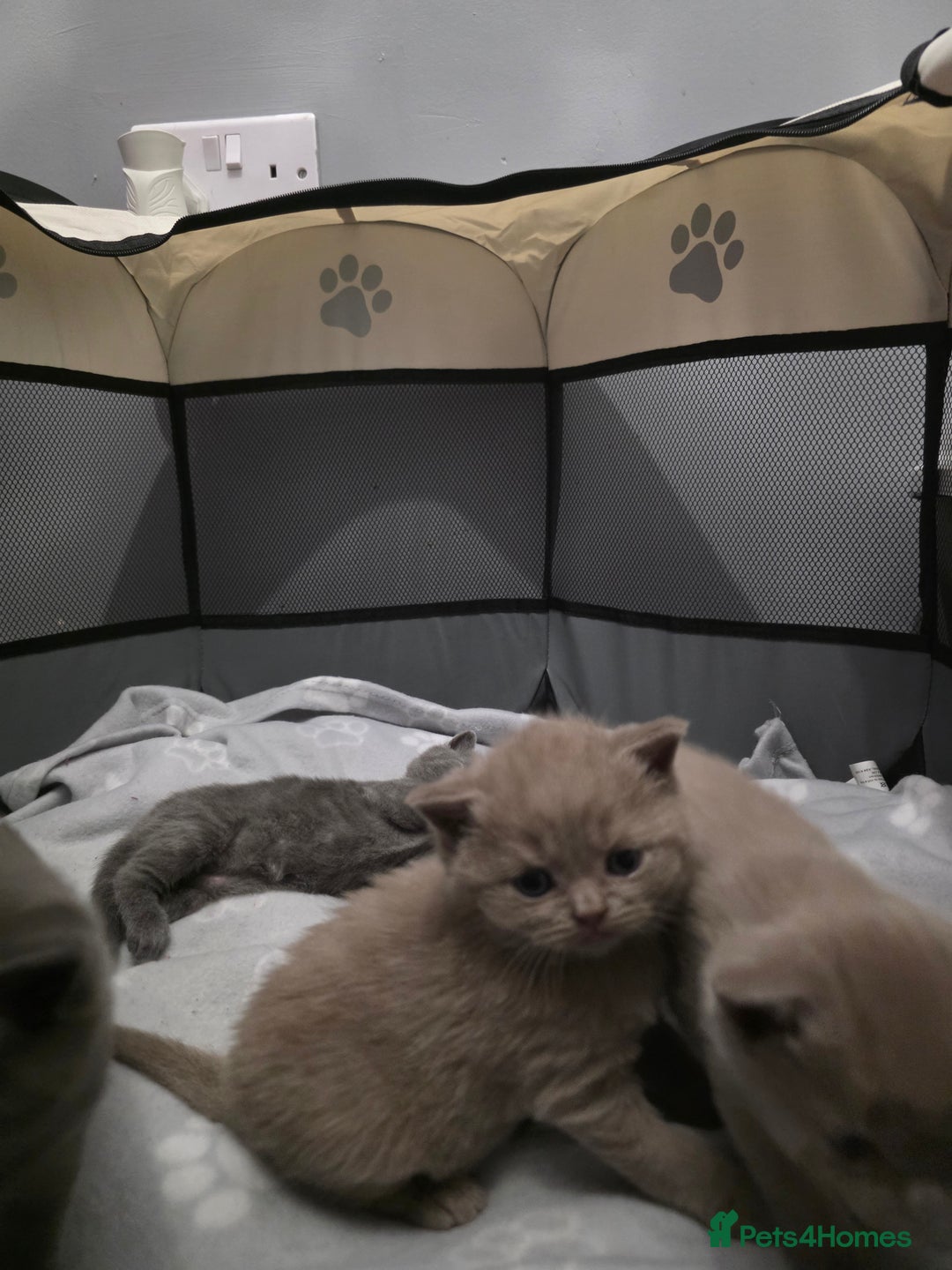 British Shorthair cats for sale: Stunning British shorthair kittens  - Image 9