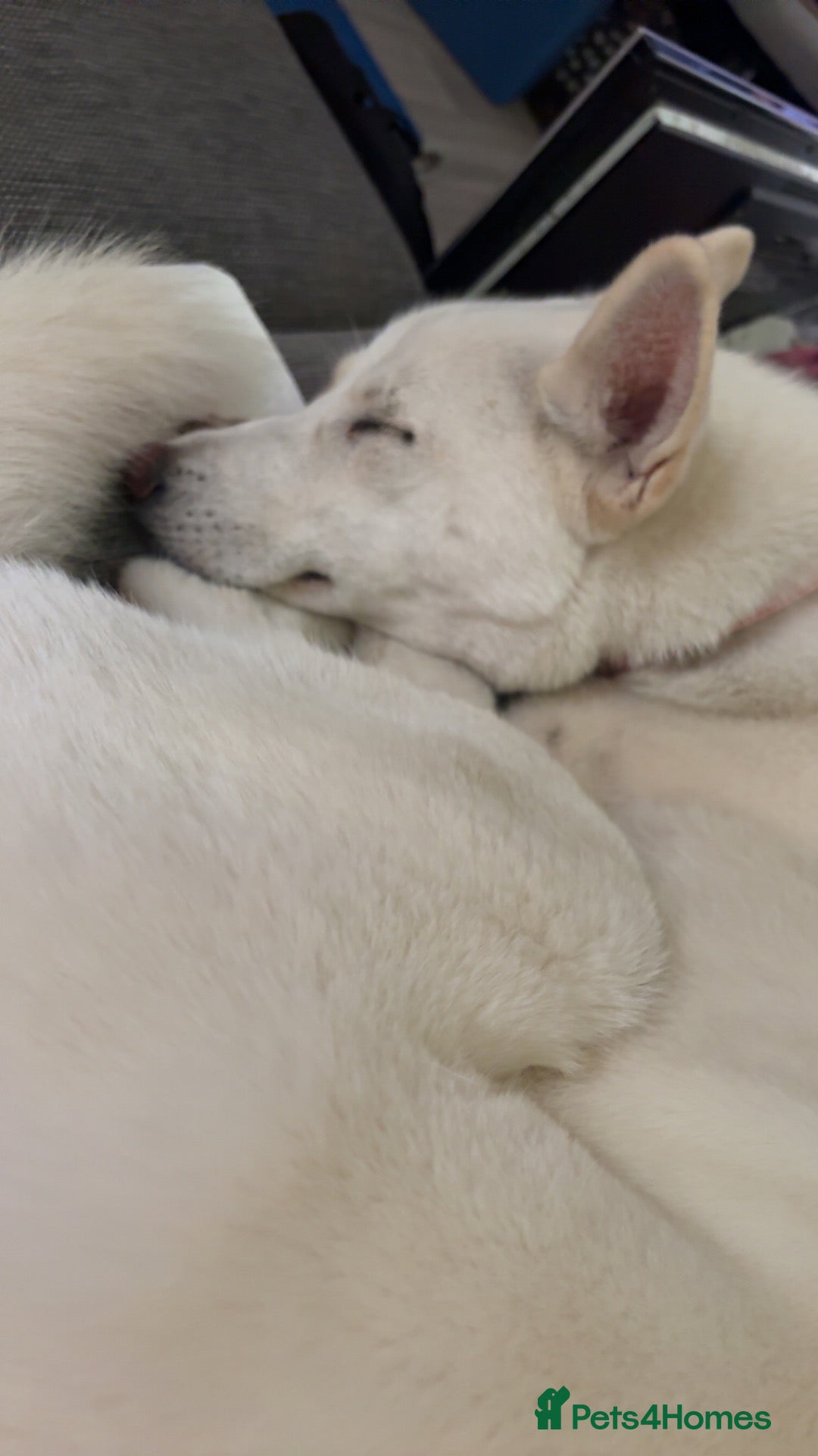 Siberian Husky dogs Kiki!!! White 18 month old husky - Advert 11