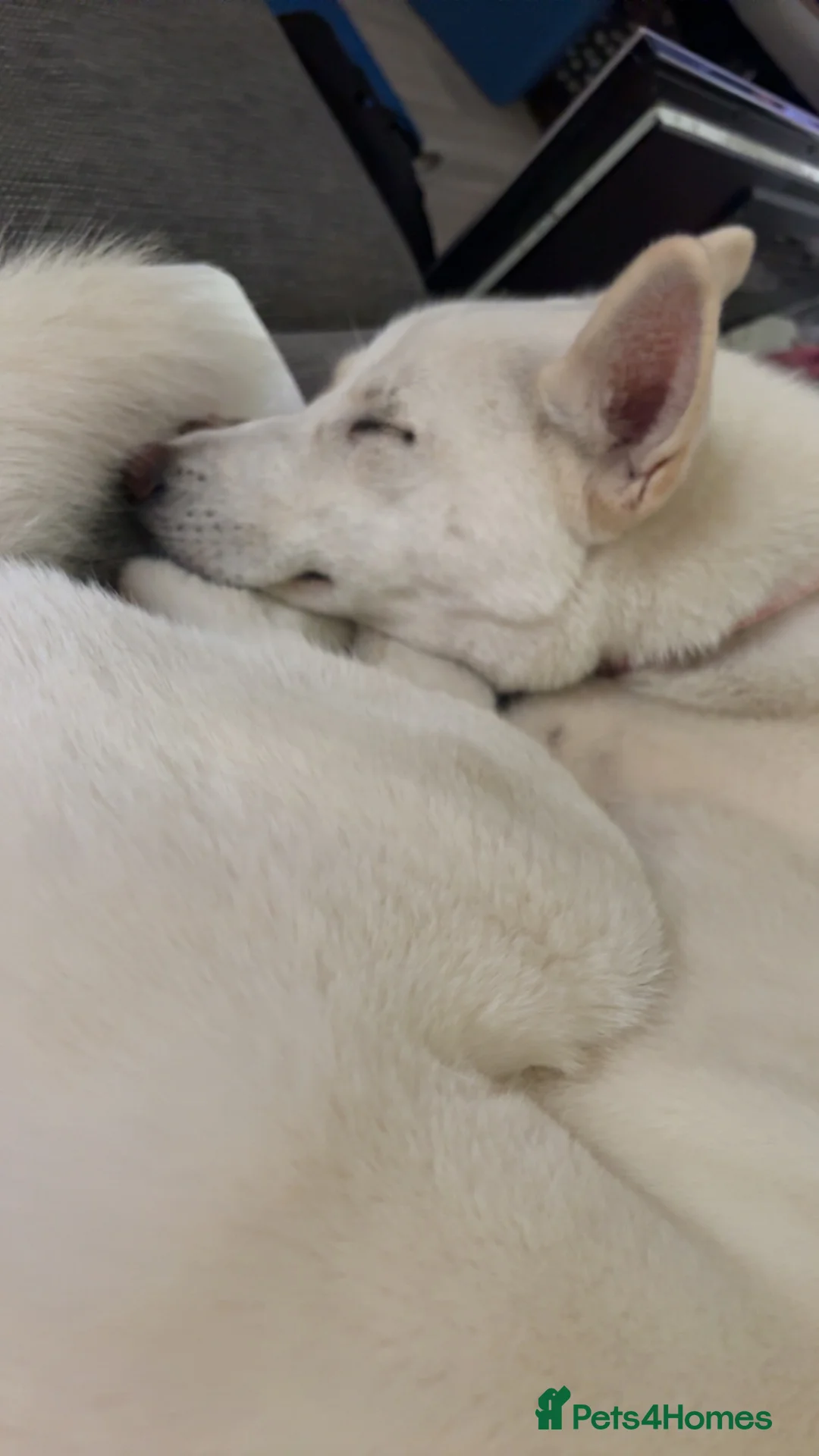 Siberian Husky dogs for sale: Kiki!!! White 18 month old husky - Advert 1