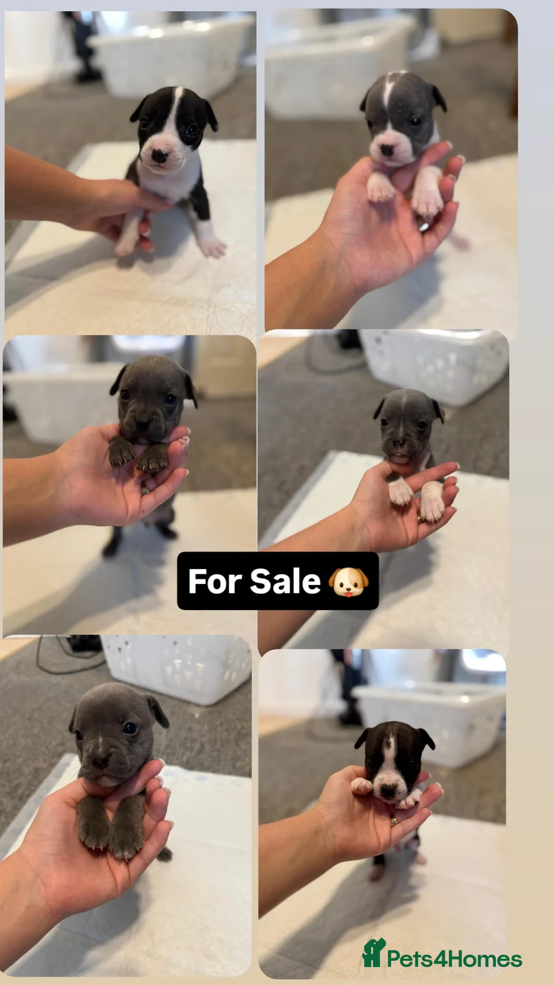 Mixed Breed dogs for sale: French bulldog x American staff - Image 4