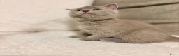 Russian Blue cats for sale: Beautiful Russian Blue/British Shorthair Kittens  in Wimborne - Advert 28
