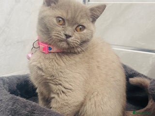 British Shorthair cats LAST Pedigree Chunky Female British Shorthair - Advert 17