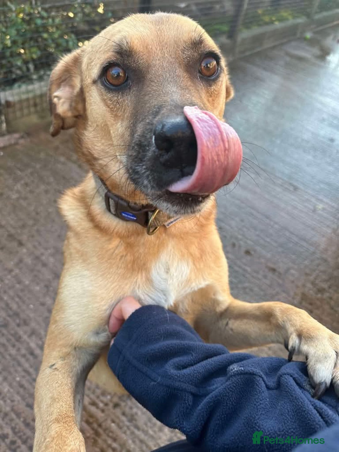 Mixed Breed dogs for adoption: Meet Piper,currently residing in Cheshire  - Image 5