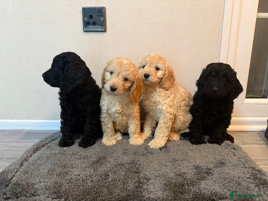 Cockapoo dogs for sale: Cockapoo puppies - Advert 16