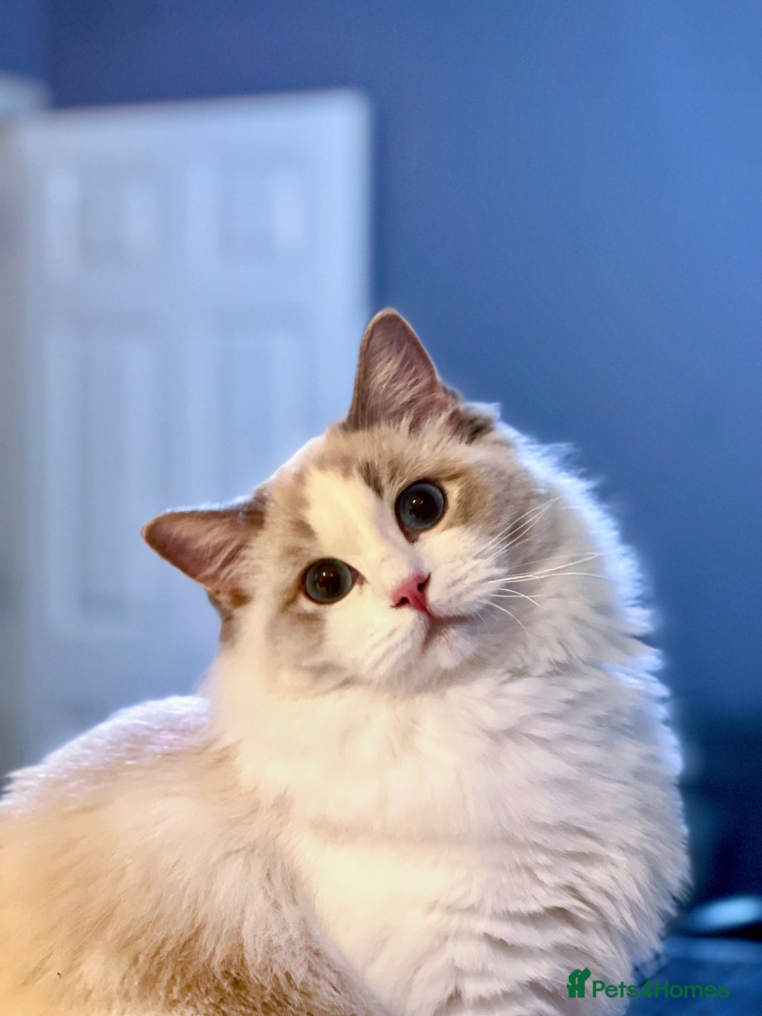 Ragdoll cats for sale: Champion Bloodline Seal Bicolour Ragdoll Girl - Image 11