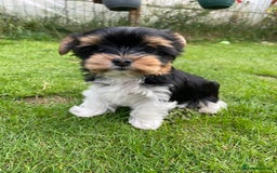 Yorkshire Terrier dogs for sale: York puppies for sale - Image 5