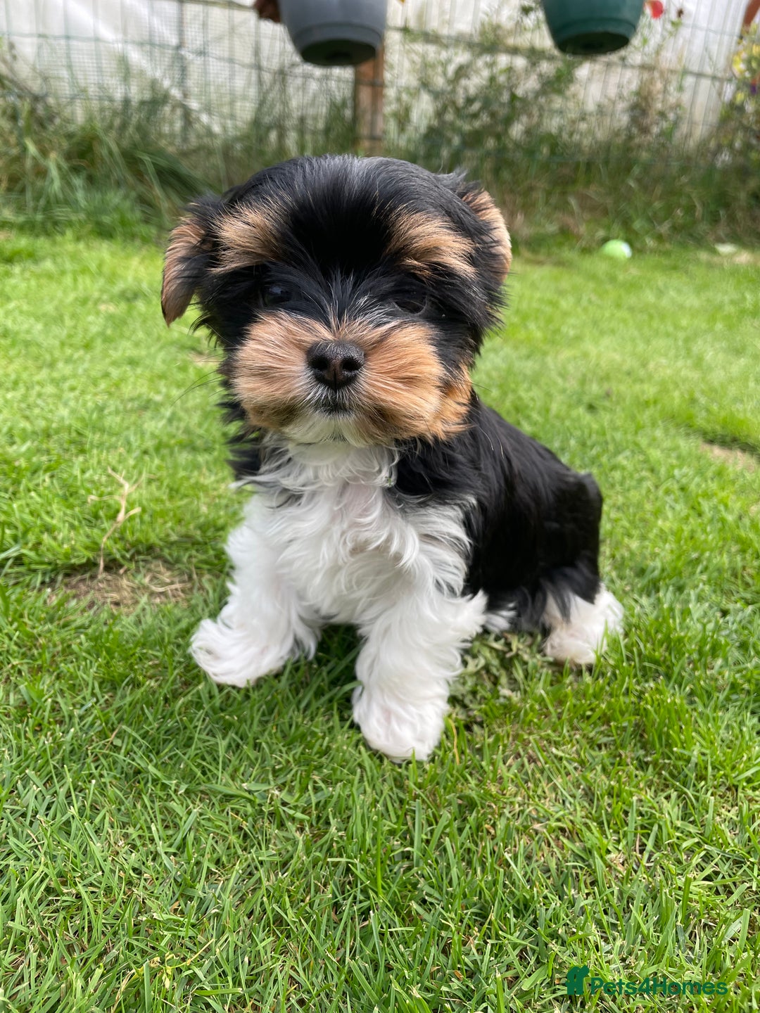 Yorkshire Terrier dogs for sale: York puppies for sale - Image 5
