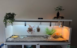 Tortoise reptiles for sale: Horsefield tortoise - Image 6
