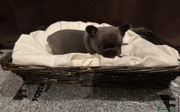French Bulldog dogs for sale: 7 beautiful French bulldog puppies for sale - Image 9