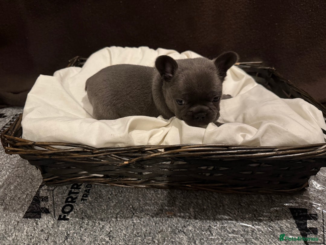 French Bulldog dogs for sale: 7 beautiful French bulldog puppies for sale - Image 9
