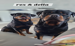 Rottweiler dogs for sale: (KC) REX & DELLAS FINAL LITTER OF QUALITY PUPS - Image 9