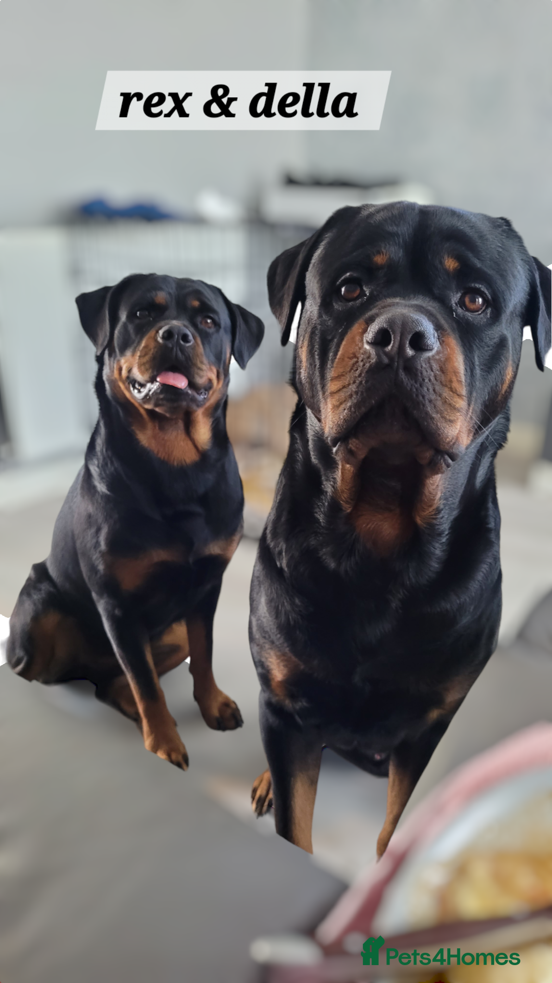 Rottweiler dogs for sale: (KC) REX & DELLAS FINAL LITTER OF QUALITY PUPS - Image 9
