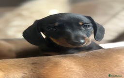 Miniature Dachshund dogs for sale: Two Adorable Girls Looking For Families  - Image 4