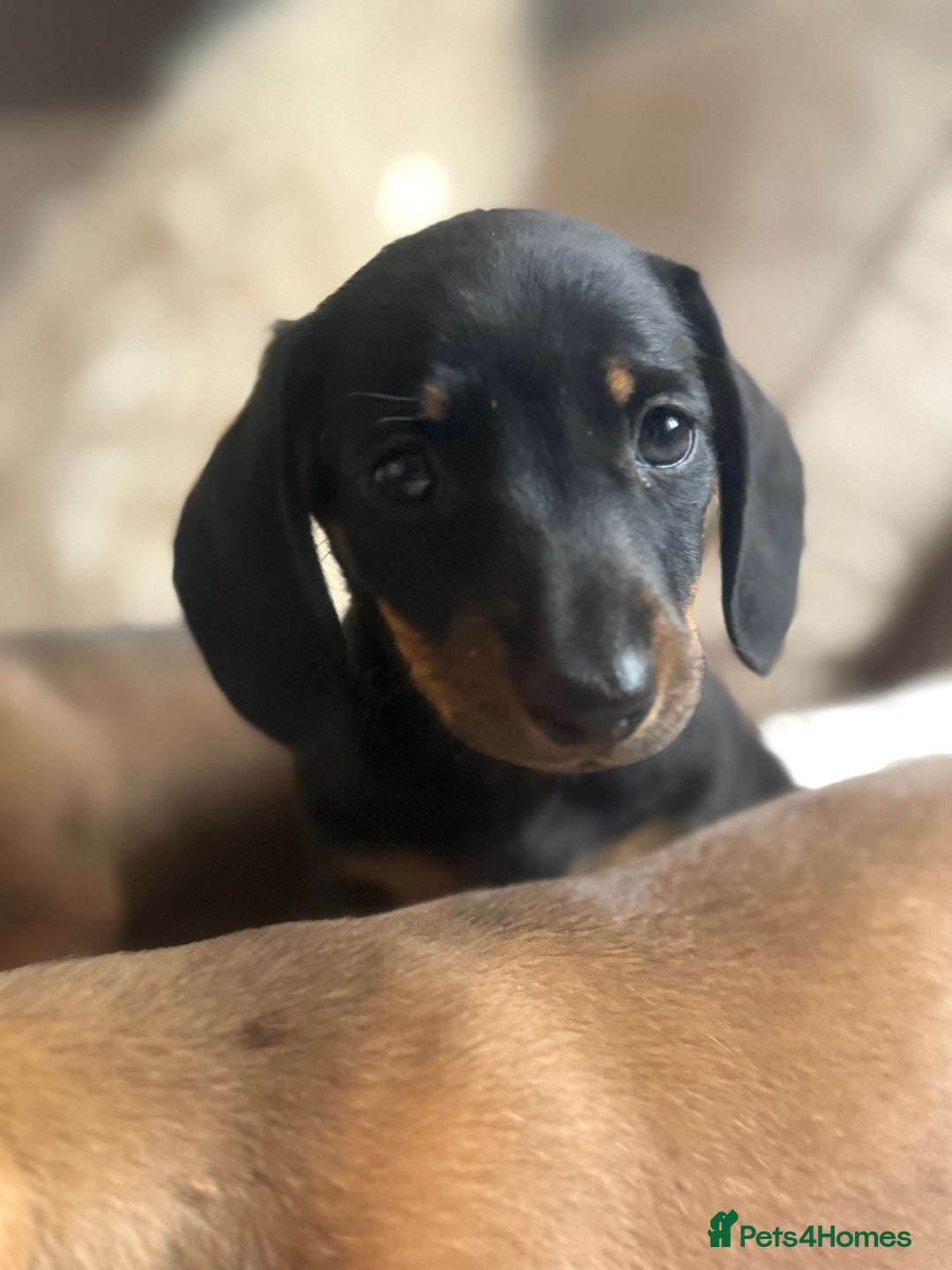 Miniature Dachshund dogs for sale: Two Adorable Girls Looking For Families  - Image 4