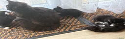 Mixed Breed cats for sale: 6 playful kittens looking for their forever homes - Advert 1