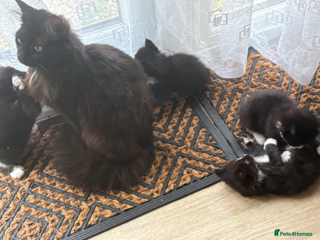 Mixed Breed cats for sale: 6 playful kittens looking for their forever homes - Advert 1